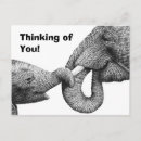 Search for elephant calf postcards Wildlife