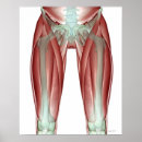 Search for limbs posters Medical
