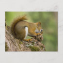 Search for nova scotia postcards Nature