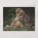 Search for latrans postcards Wildlife