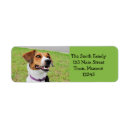 Search for beagle photography Canine