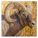 Search for horn tiles Wildlife