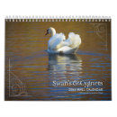 Search for swans swan calendars Wildlife