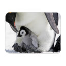 Search for emperor magnets Snow hill island