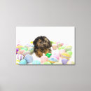 Search for multi poo Animal