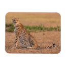 Search for resting magnets Wildlife