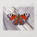 Search for vivid horizontal postcards Black
