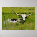 Search for longhorns art Cattle