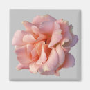 Search for rose bloom magnets Roses