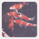 Search for pond stickers Carp