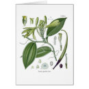 Search for vanilla Botanical
