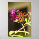Search for monarch butterfly posters Photography