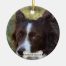 Search for brown border collie Cute