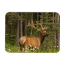 Search for bull elk magnets Alberta