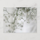 Search for purity postcards White
