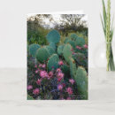 Search for prickly cards Arizona