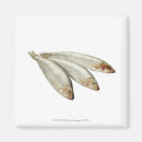 Search for sealife magnets Square