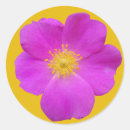 Search for wild rose stickers Flower