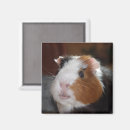 Search for funny pigs magnets Pet