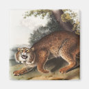 Search for wild cat magnets Wildlife