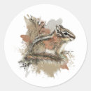 Search for cute chipmunk stickers Wildlife