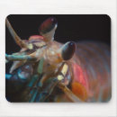 Search for mantis shrimp Reef