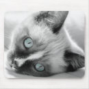 Search for blue eyed electronics Cat