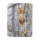 Search for swing magnets Monkey