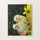 Search for chicken egg puzzles Farm