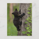 Search for bears climbing trees postcards Cades cove