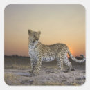 Search for full stickers Outdoors