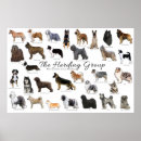 Search for herding group Akc