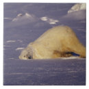 Search for canada tiles Bear