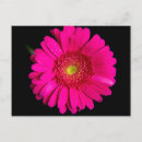 Search for gerber postcards Pink