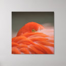 Search for feathers canvas prints Plumage