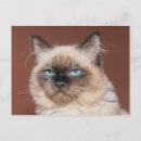 Search for rag postcards Feline