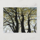 Search for backlit postcards Tree