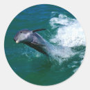 Search for dolphins jumping stickers Ocean