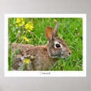 Search for cottontail posters Hare