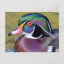 Search for wood ducks postcards Waterfowl