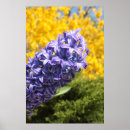 Search for hyacinths posters Photography