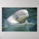 Search for beluga whale posters Marine
