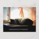Search for sleeping kitty postcards Nap