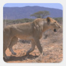 Search for kenya lion stickers Full length
