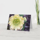 Search for hellebore cards Helleborus