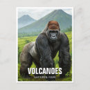 Search for mountain gorillas postcards Africa
