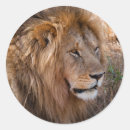 Search for kenya lion stickers Animal