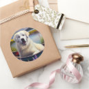 Search for great pyrenees stickers Pet