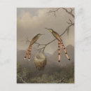 Search for hummingbirds postcards Tropical
