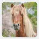 Search for icelandic horse stickers Pony